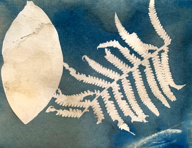 cepa-gallery-youth-class-gabriela-2020-cyanotype-toned-with-tea-min Photo by Gabriela